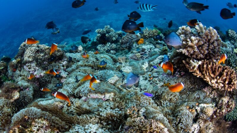 Colorful tropical fish swimming around a vibrant coral reef in clear blue water.