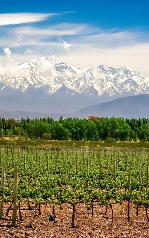 Vineyard in the foreground with snow-capped mountains in the background under a blue sky.