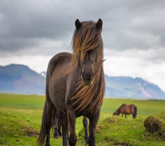 Icelandic horse in the scenic nature landscape of Iceland. The Icelandic horse is a breed of horse developed in this country.