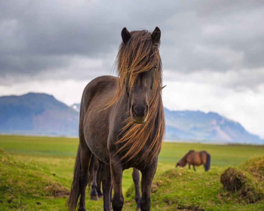 Icelandic horse in the scenic nature landscape of Iceland. The Icelandic horse is a breed of horse developed in this country.