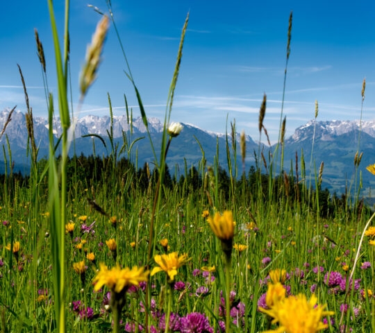 Alpine landscape with purple flowers, pine trees, and a distant lake nestled between mountains.