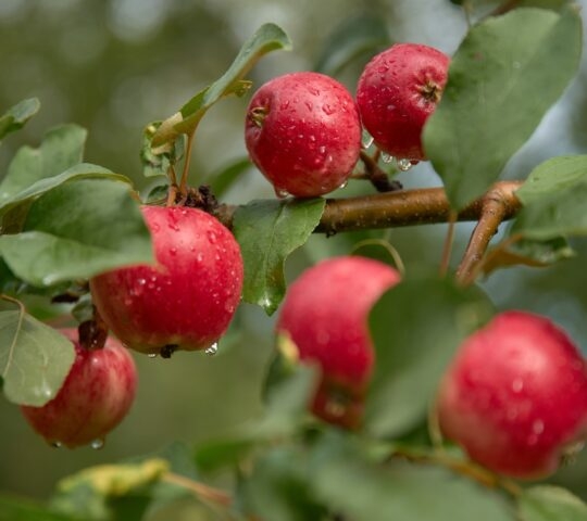 Red apples with water droplets on a tree branch, surrounded by green leaves.