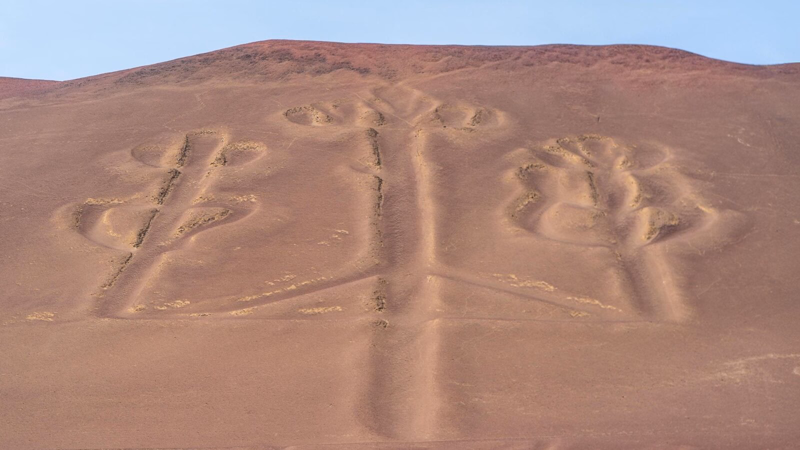 Ancient geoglyphs resembling trees etched into a brown desert hillside.
