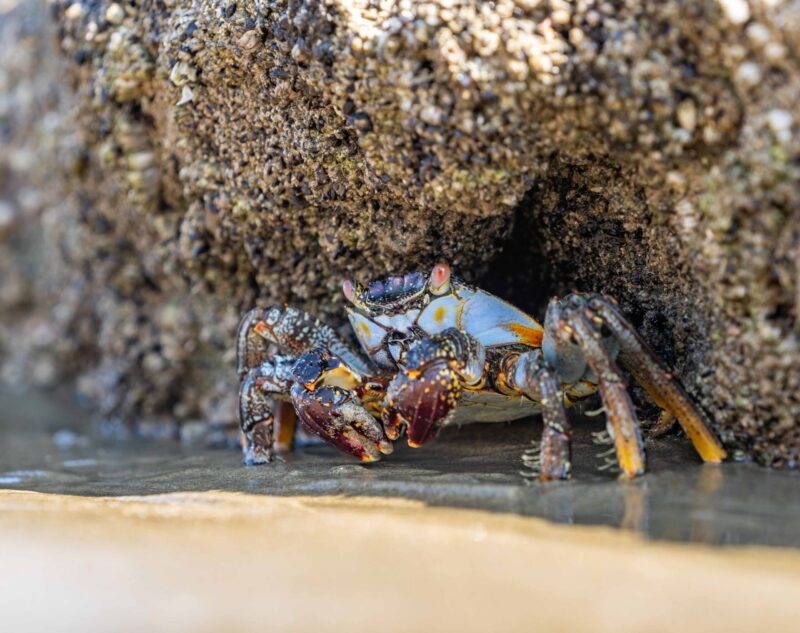 A colorful crab nestled under a rock near water's edge.