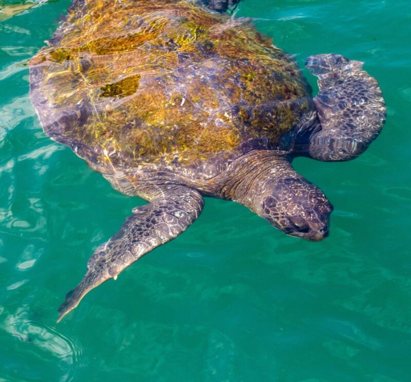 A sea turtle swimming in clear turquoise water.