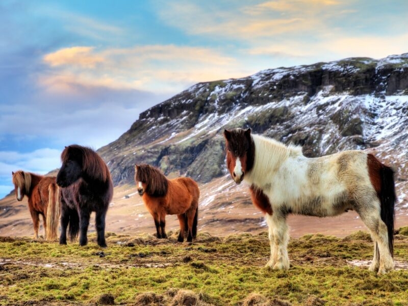 A group of horses grazing in a snowy field, surrounded by mountains under a cloudy sky.