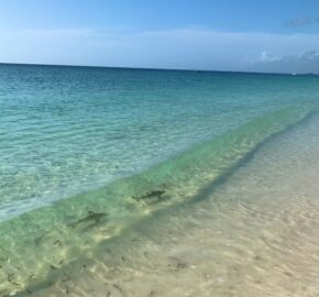 Crystal clear waters at a beach with small sharks visible.