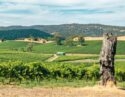 Vineyard landscape with rolling hills and a weathered tree trunk in the foreground.