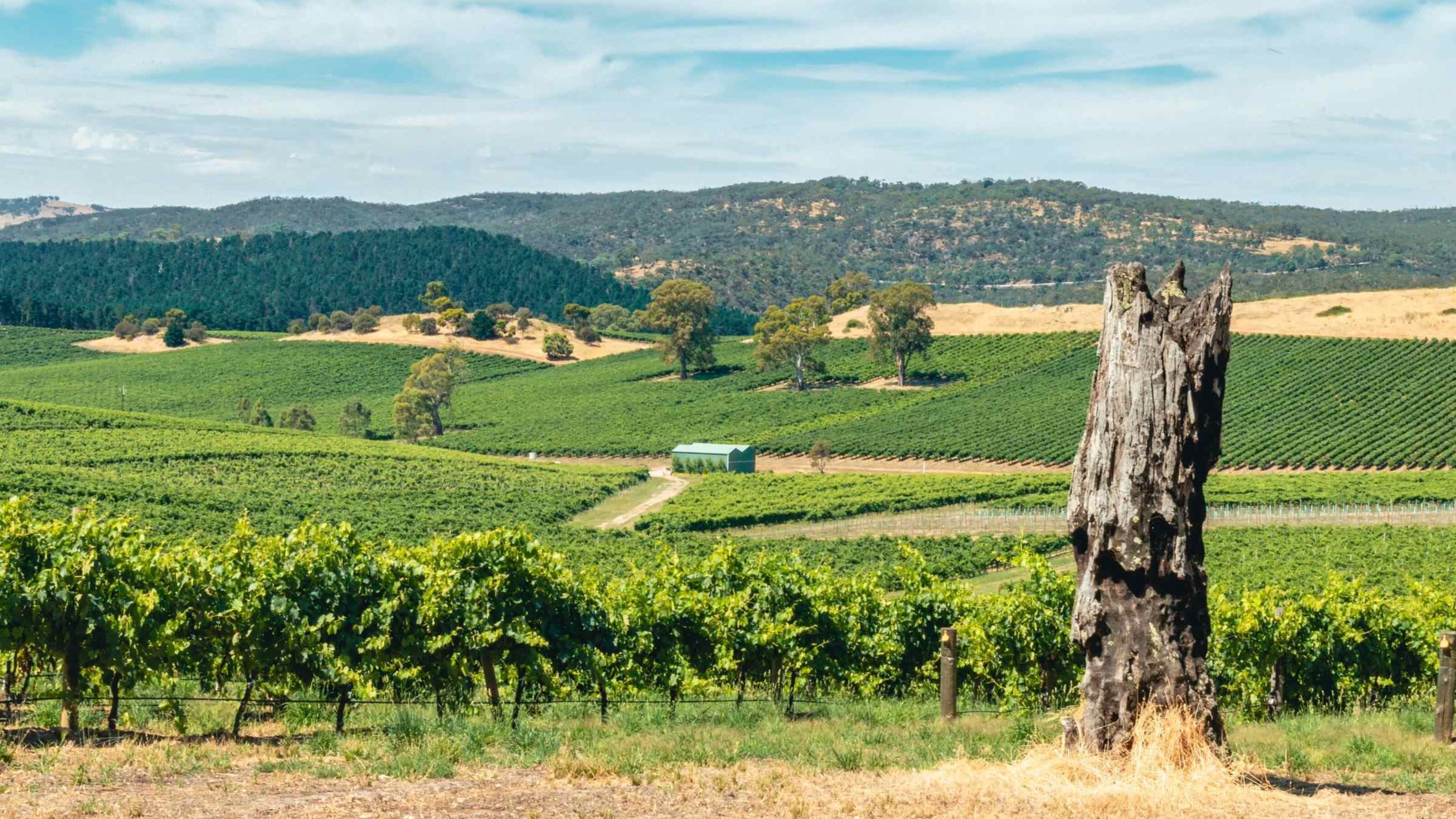 Vineyard landscape with rolling hills and a weathered tree trunk in the foreground.