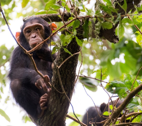 A chimpanzee perched on a branch, surrounded by lush green foliage, showing its expressive hands and feet.