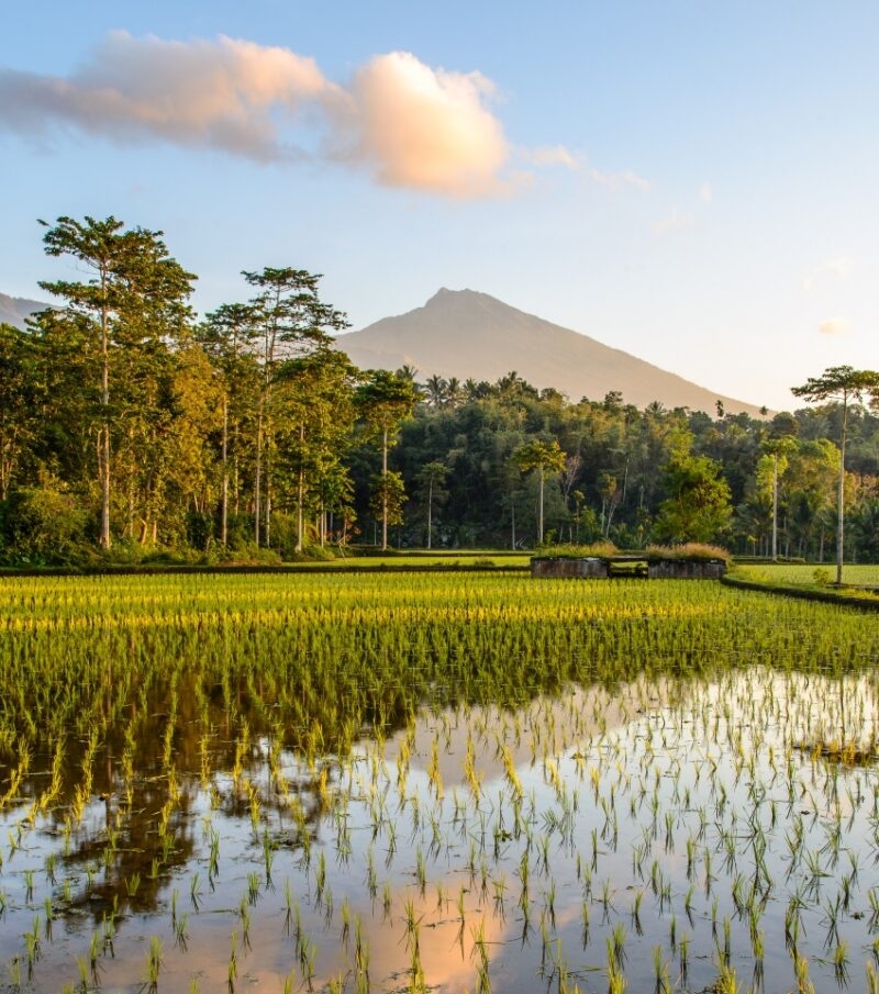 A serene rice field at sunset with a mountain backdrop, reflecting lush greenery and soft clouds in the water.