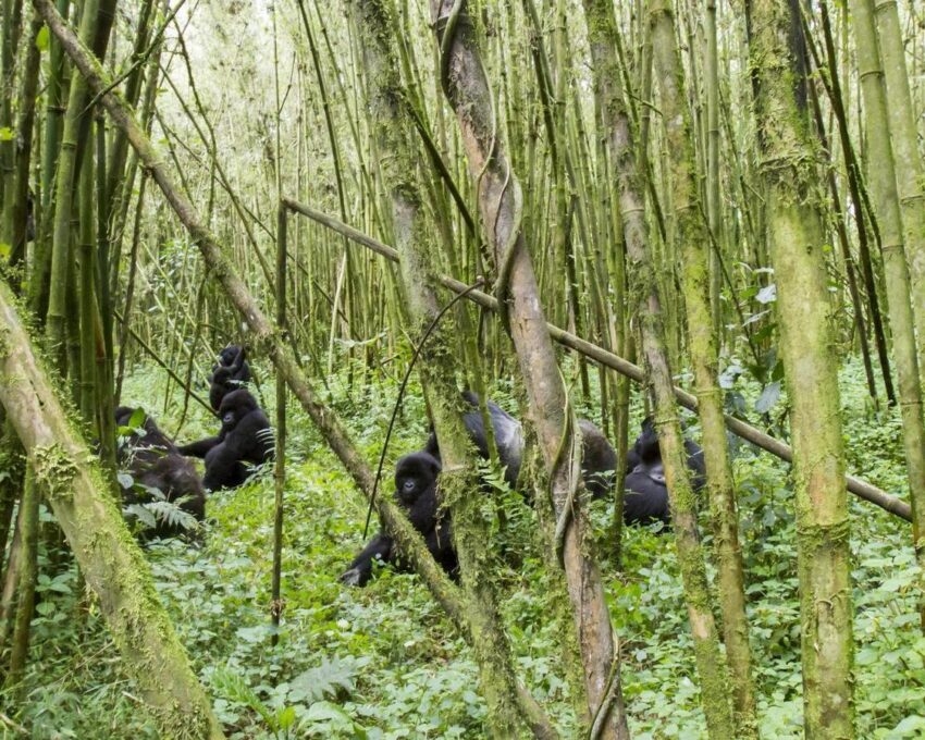 Group of mountain gorilla in bamboo forest
