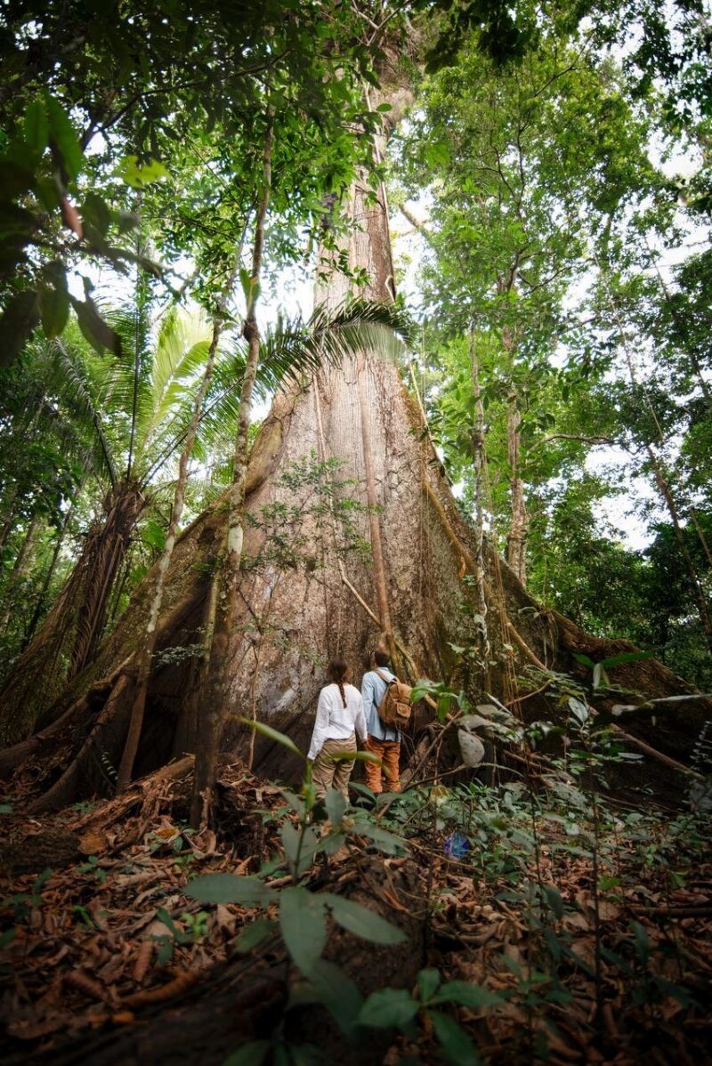 A pair of hiker looking onto a giant tree in the Peruvian Amazon.