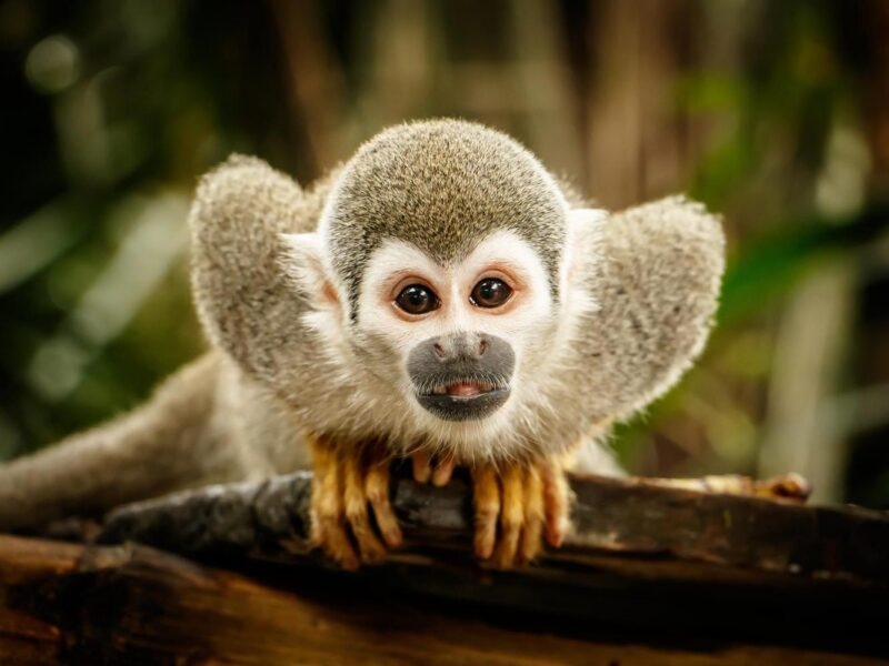 A squirrel monkey in Peru.