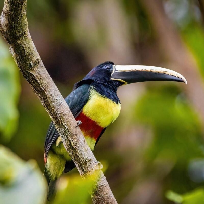 A close up of a green aracari toucan in Peru.