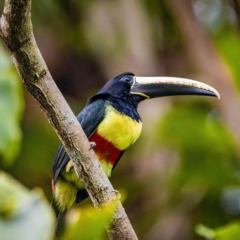 A close up of a green aracari toucan in Peru.