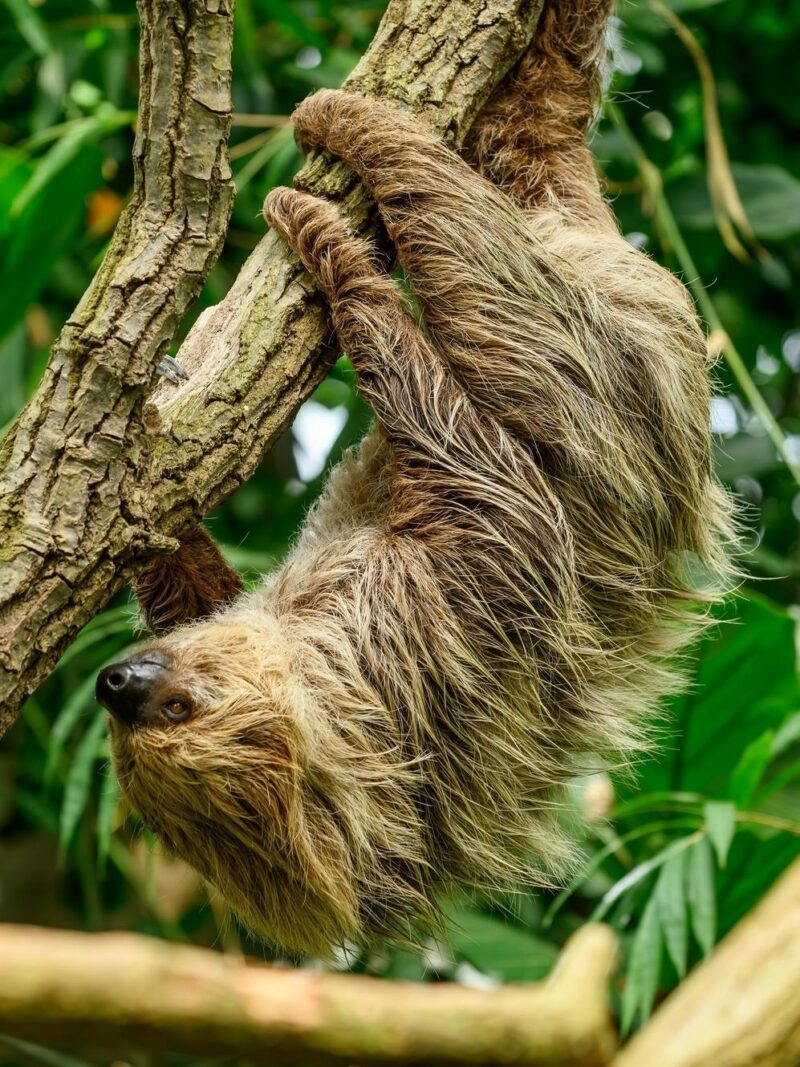 A close up of a two toed sloth hanging from a branch in the rainforest.