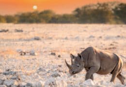 Discover the Desert Wildlife of Namibia