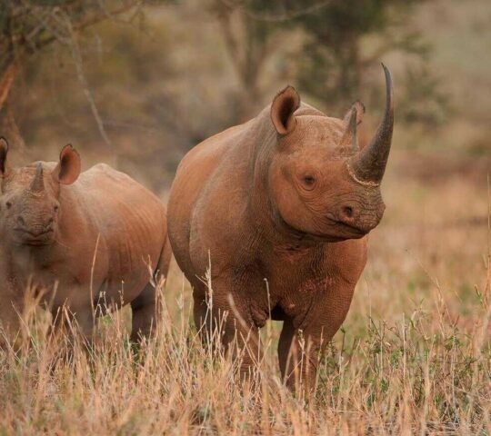Two black rhinos spotted in the bush