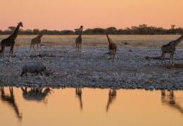 A guided driving tour of Namibia