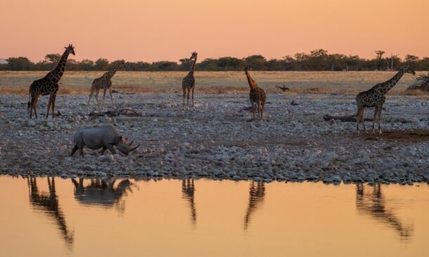 A guided driving tour of Namibia