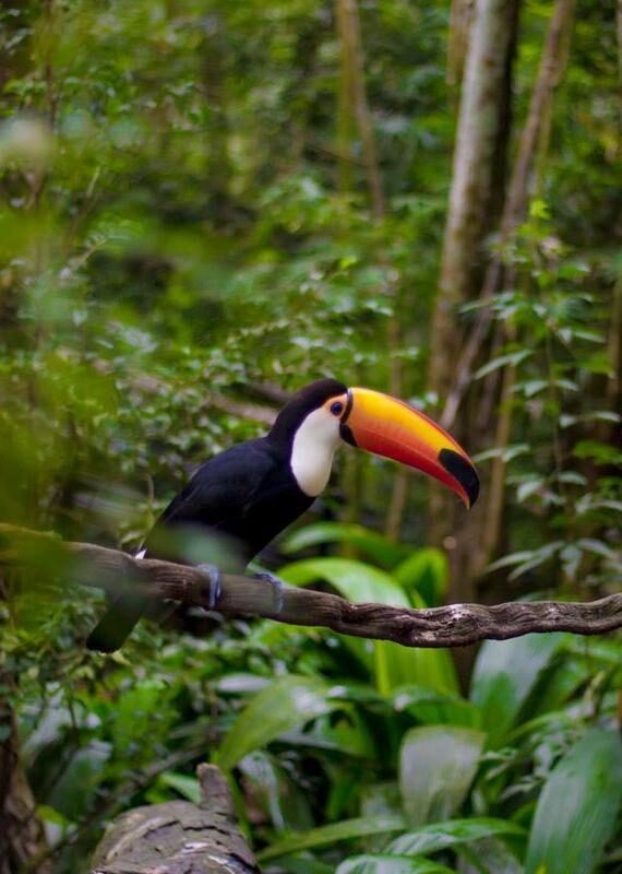 A toucan sat in a tree in the Misiones Rainforest, Argentina