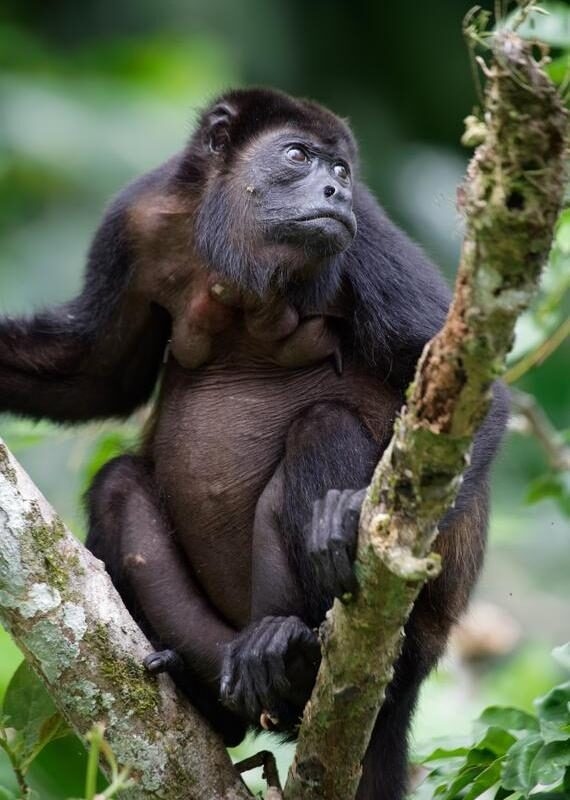 A mantled howler monkey in Puerto Viejo, Costa Rica