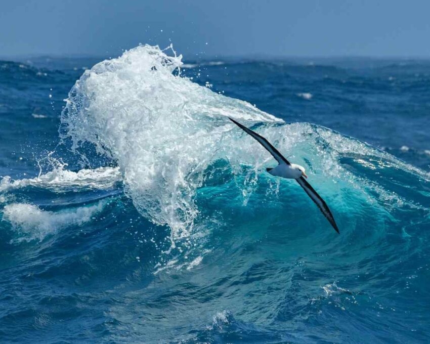 Albatross soaring over a wave in the Drake Passage, Antarctica.