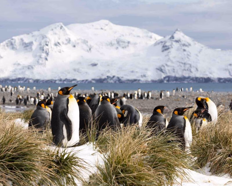A colony of king penguins on Salisbury Plain on South Georgia in Antarctica.