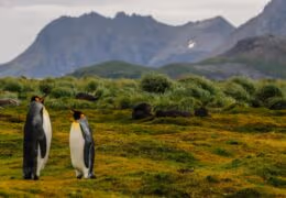 Antarctica, The Falklands and South Georgia Discovery