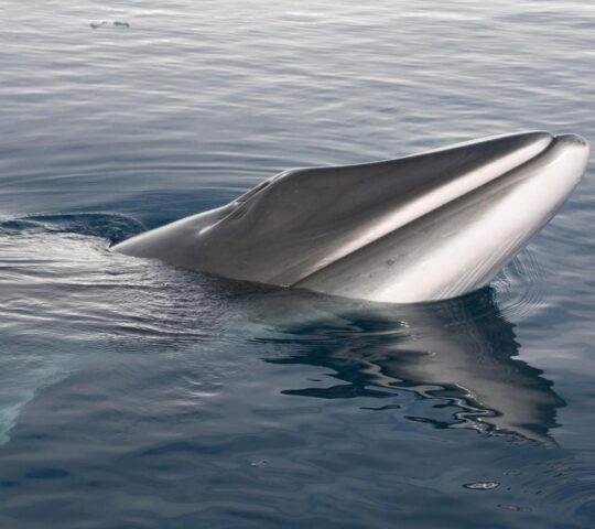Antarctic Minke Whale, Antarctica