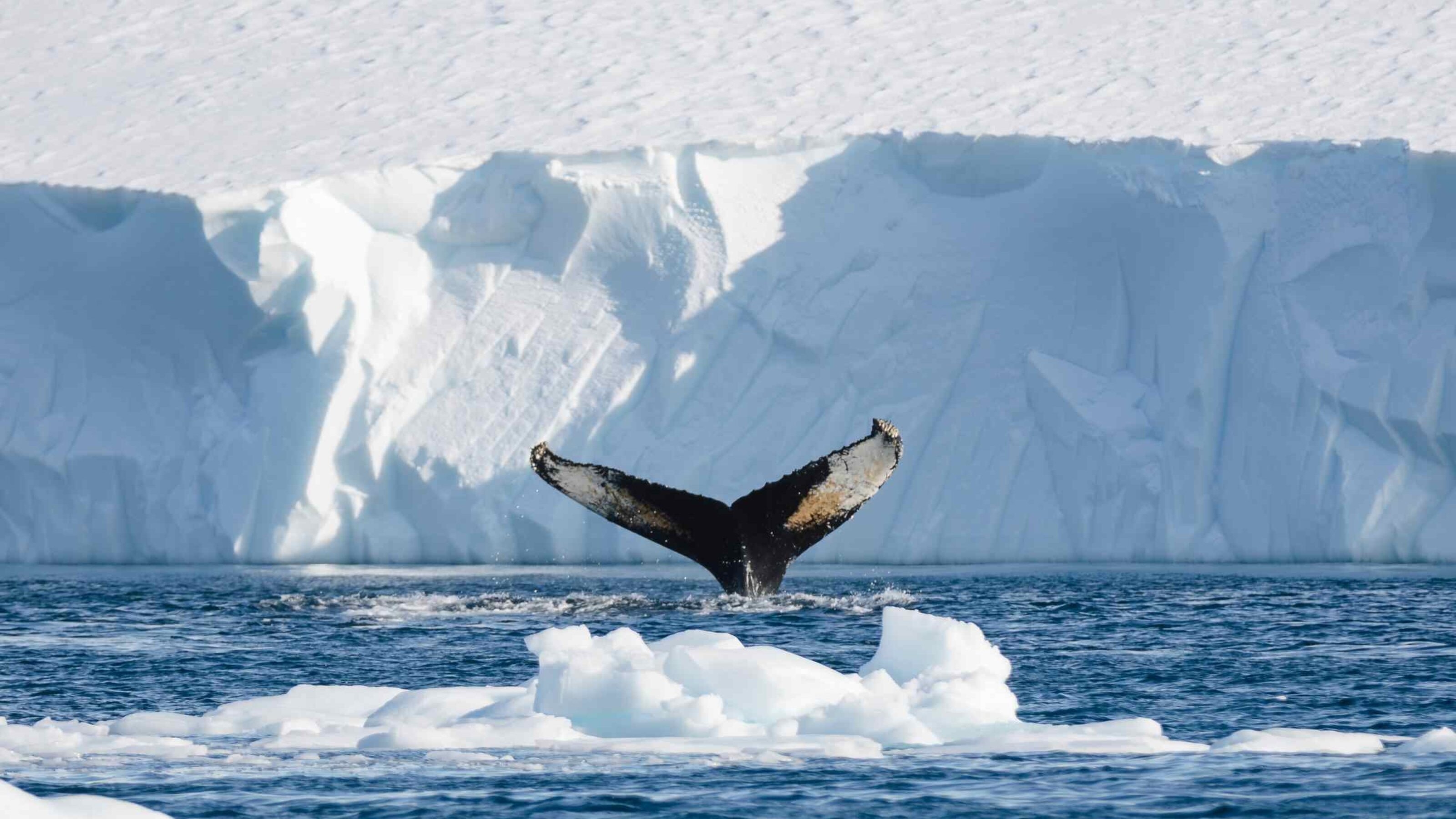 Whale tale with cliff of ice in the background.