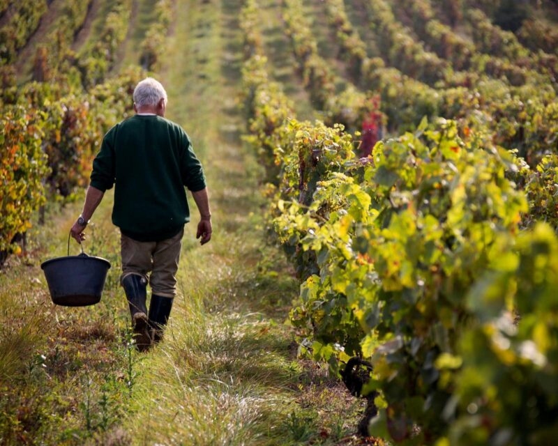 a farmer walking through a vineyard carrying a bucket