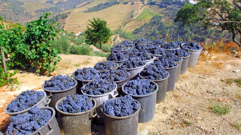 Buckets of grapes waiting to be turned into wine in the Douro Valley