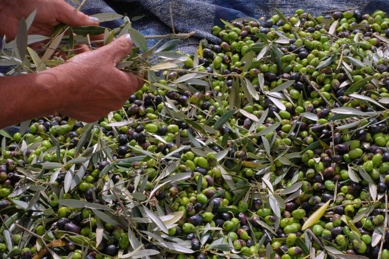 Picking olives for harvest in Portugal