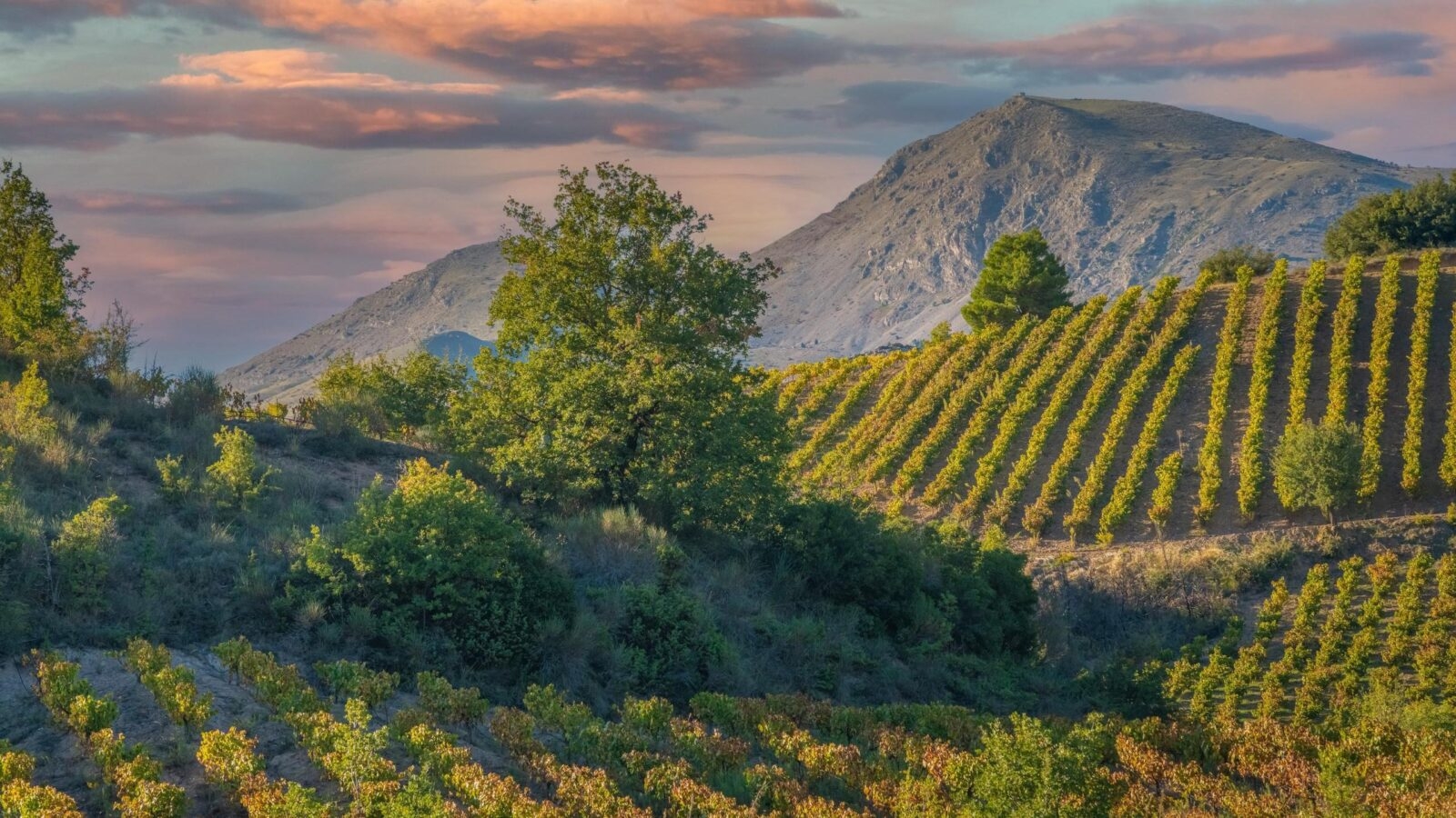 Rich vineyards of the inner valleys of the Peloponnese Pensinsula in Southern mainland Greece Malvasia.