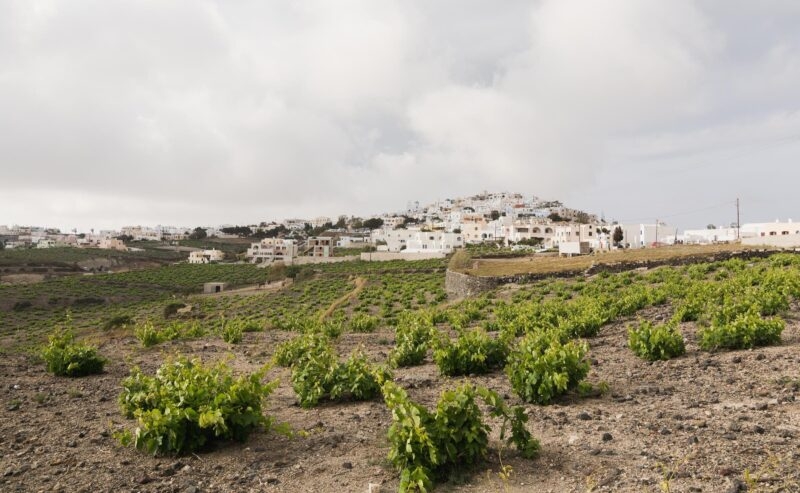View of Pyrgos town with vineyard on the foreground, Santorini island, Greece.