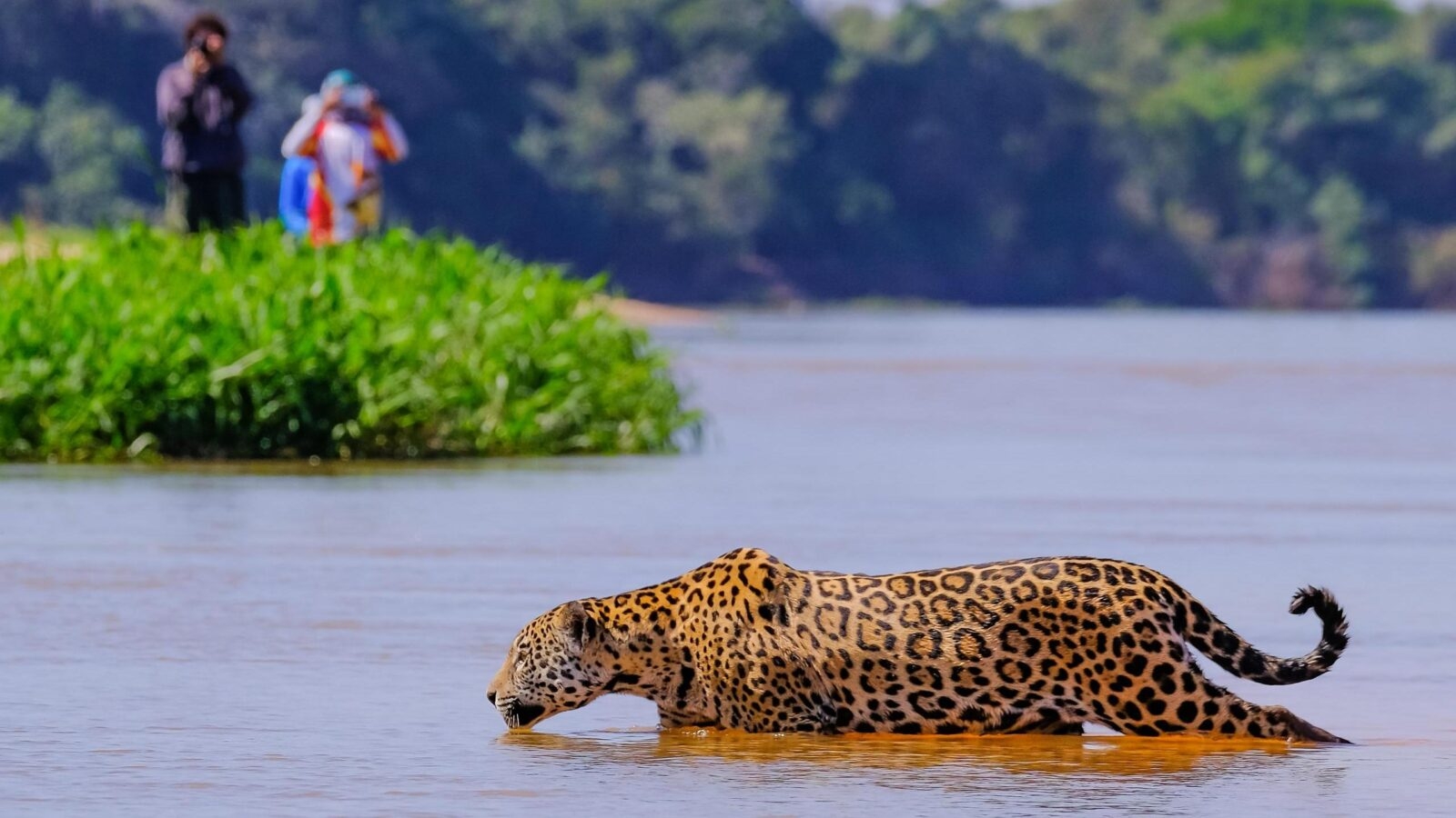 Jaguar Panthera Onca Female