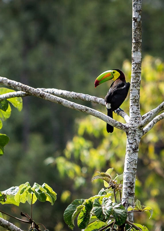 Toucan Belize jungle