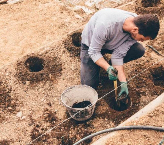 A man in a blue long-sleeved shirt and green gloves digs holes in the soil next to a bucket and string line.