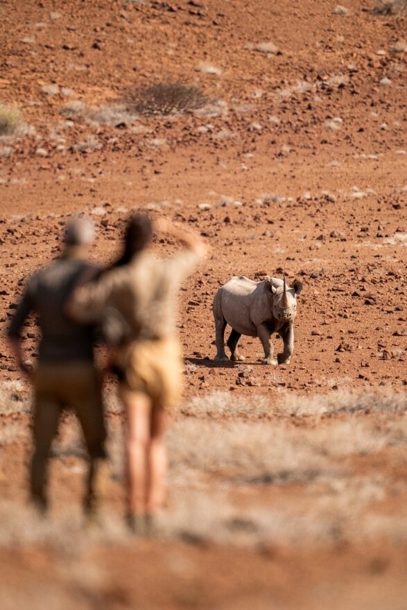 A rhinoceros in a desert landscape viewed by two people on positive impact trips.