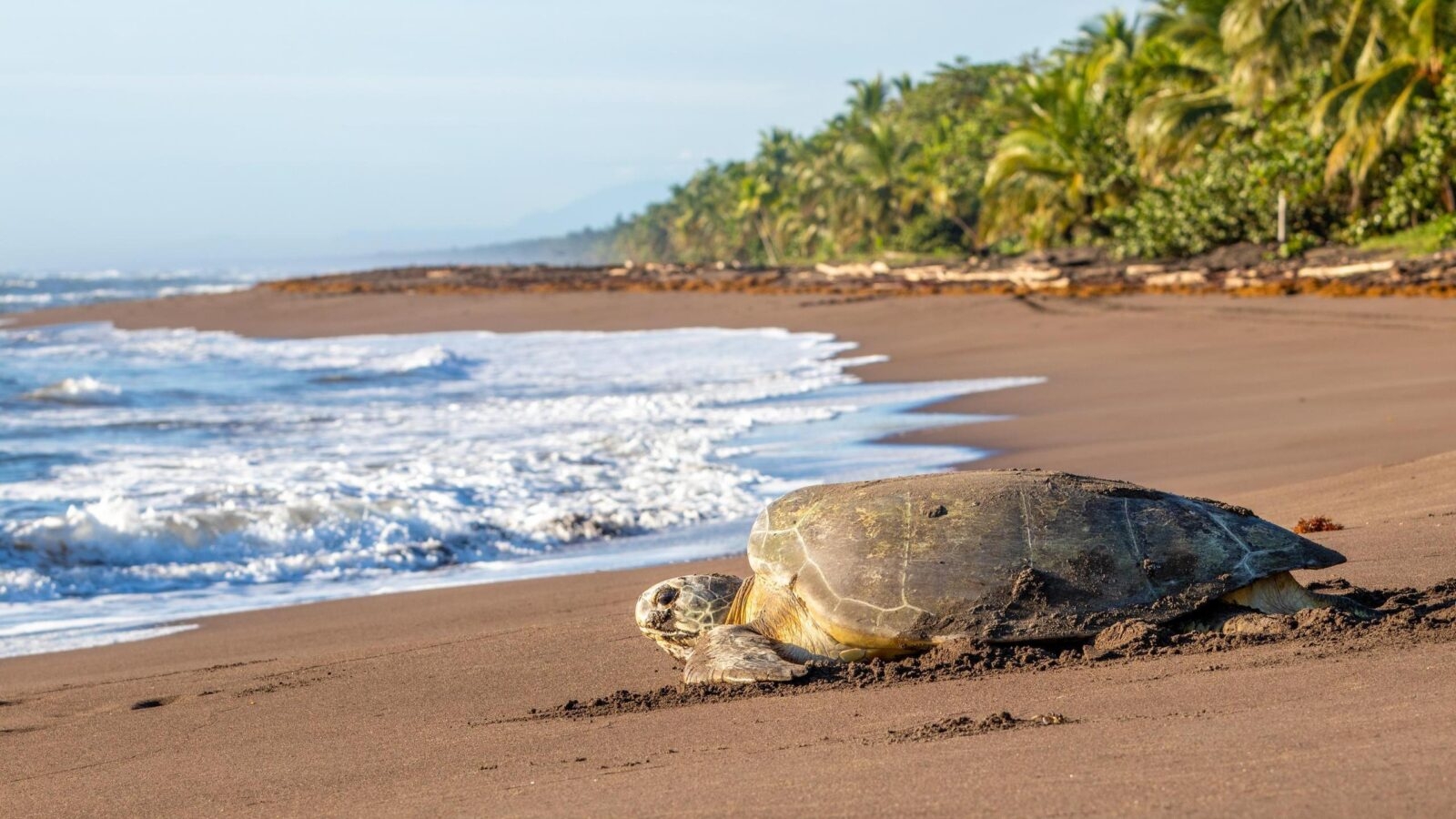 Green sea turtle nesting in Tortuguero Beach, Costa Rica