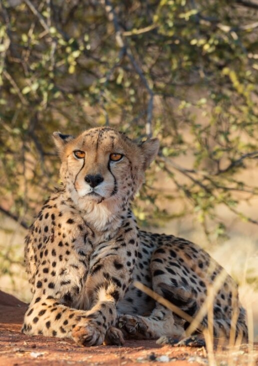 A cheetah rests in Okonjima Nature Reserve in Namibia, a pair of male lions groom each other and a leopard keeps watch from the branches of a tree.