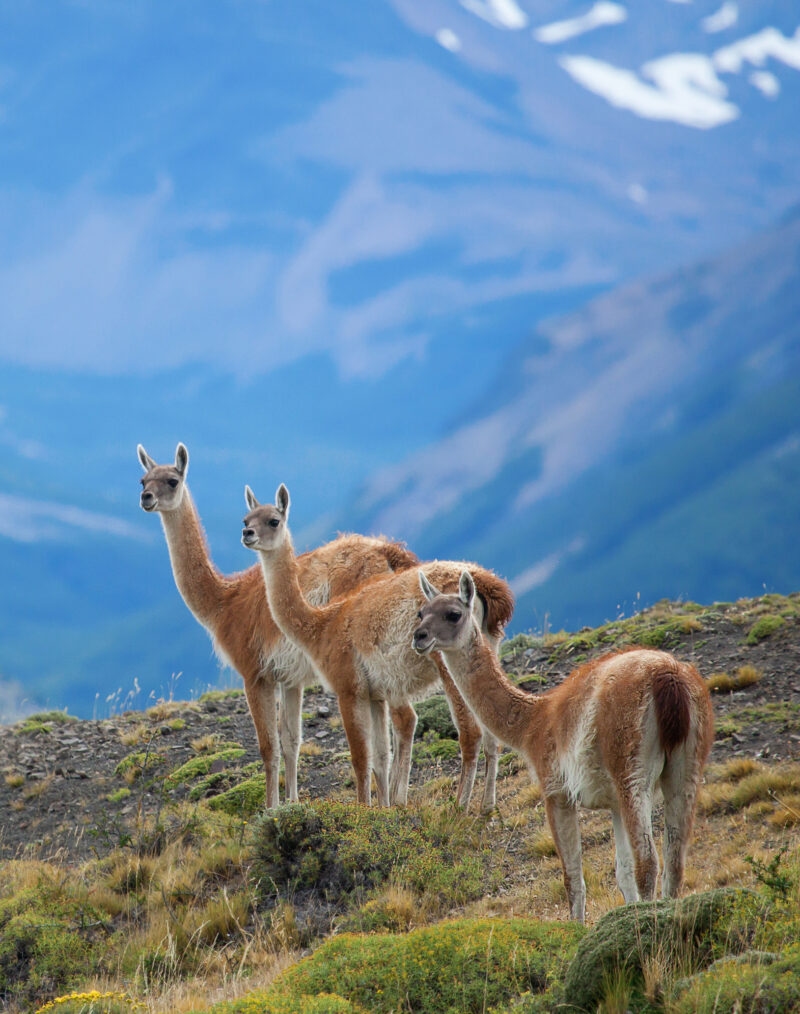 Three guanacoes in Torres del Paine national park taken on a luxury Patagonia trip