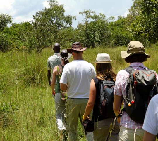 A group of tourists walk single file following a local guide on safari