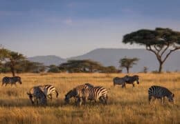An Incredible Private Safari in Kenya and Tanzania