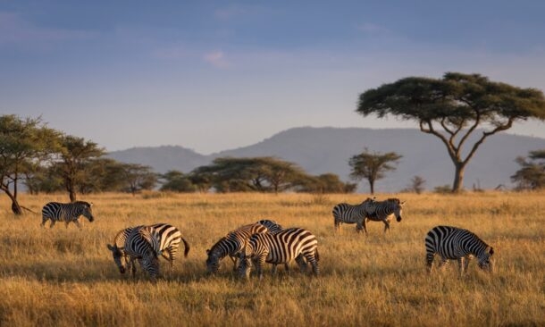 An Incredible Private Safari in Kenya and Tanzania