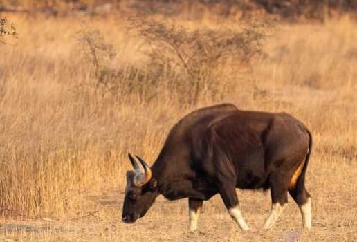 A tigers reflection in Ranthambore National Park, deer grazing in Kanha National Park an and Indian Bison in Bandhavgarh National Park.