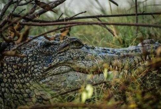 Mountains in Hemis Devi National Park, a crocodile in the Mangroves of Sundarbans National Park and a turquoise lagoon in Ladakh's Hemis National Park
