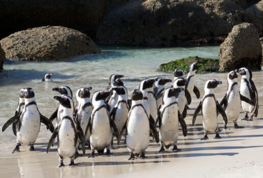 Two Himba people walking side by side, a man sells fruit at a market in Nairobi and a penguin colony on Boulders Beach.